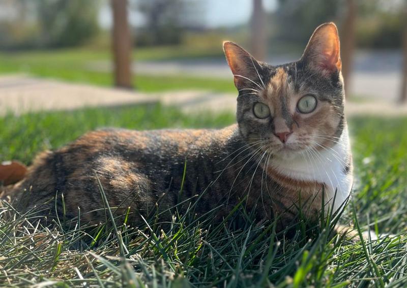 Animal Hospital of Howard Green Bay veterinarians